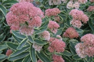 Sedum 'Frosted Fire' 